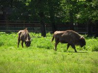 Európai bölények a bialowieza-i vadasparkban